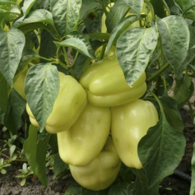 Семена перца сладкого Диамант F1 (ультраранний) кубичный (500 нас.) Lark Seeds